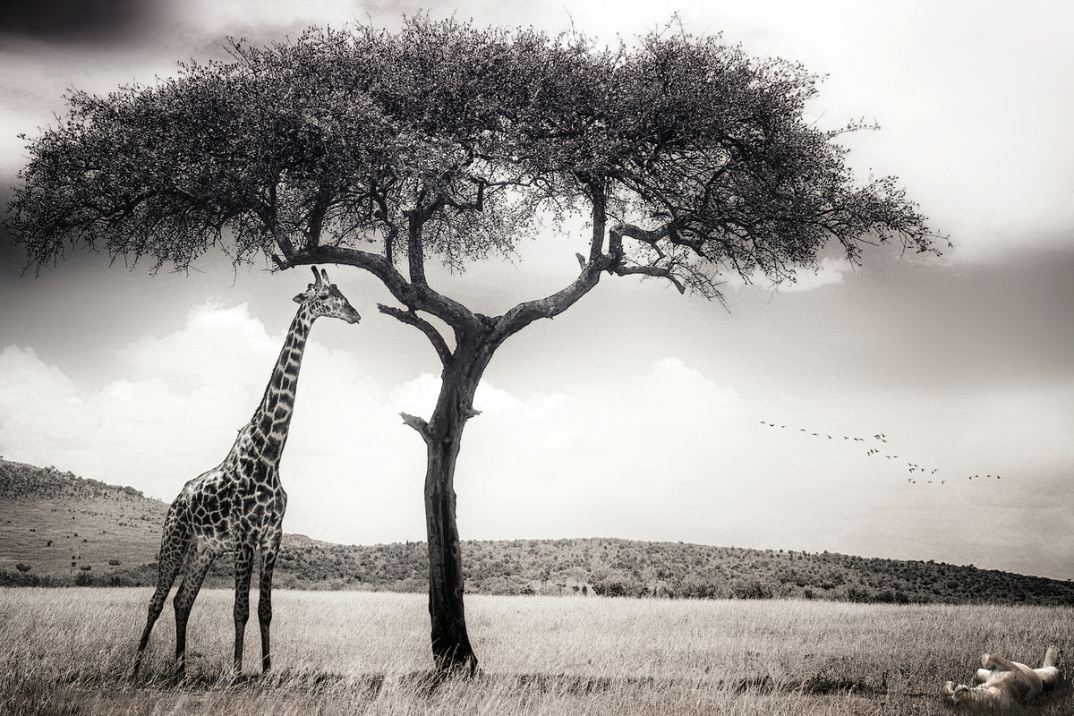 poster-print-under-the-african-sun