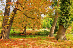 3-piece-aluminium-print-in-the-middle-of-autumn-trees