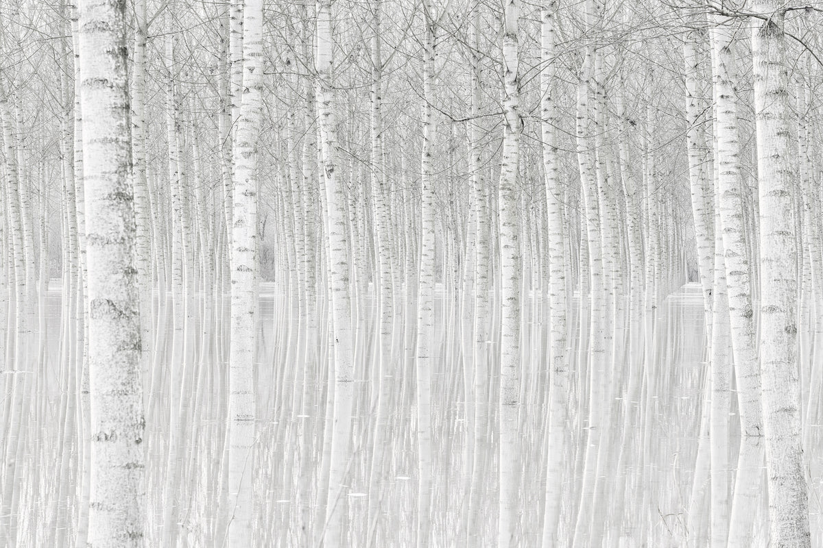 modern-3-piece-canvas-print-trees