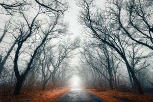 modern-3-piece-aluminium-print-mysterious-mood-in-the-forest