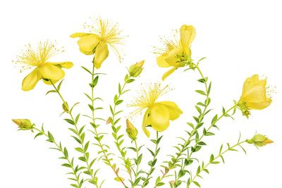 poster-print-hypericum-x