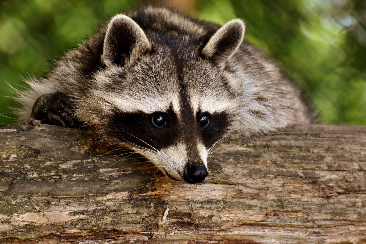framedcanvas-print-the-cute-raccoon