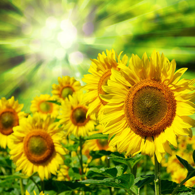 poster-print-the-sun-and-the-flowers