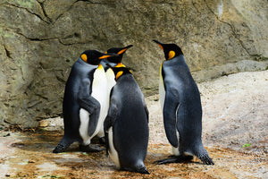 aluminium-print-king-penguins