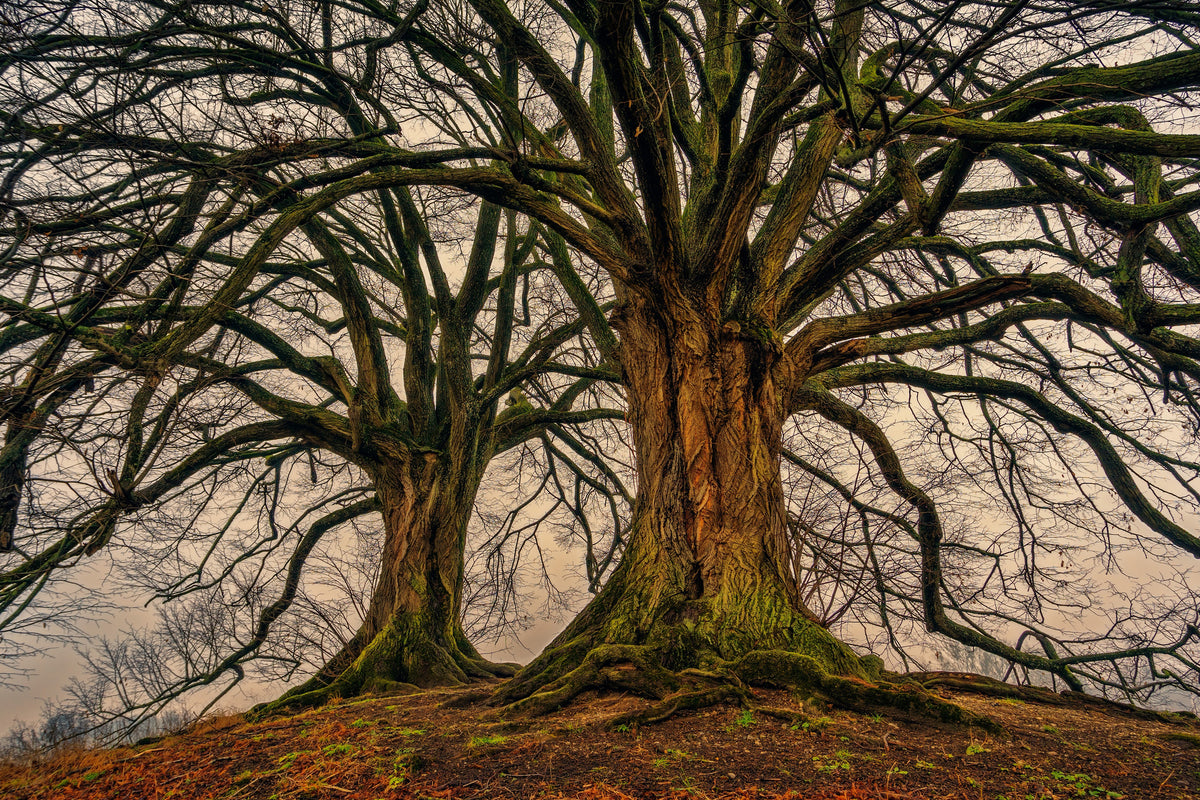 3-piece-acrylic-print-ghostly-trees
