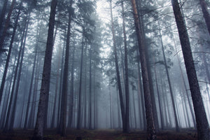framedposter-print-mysterious-foggy-forest-x