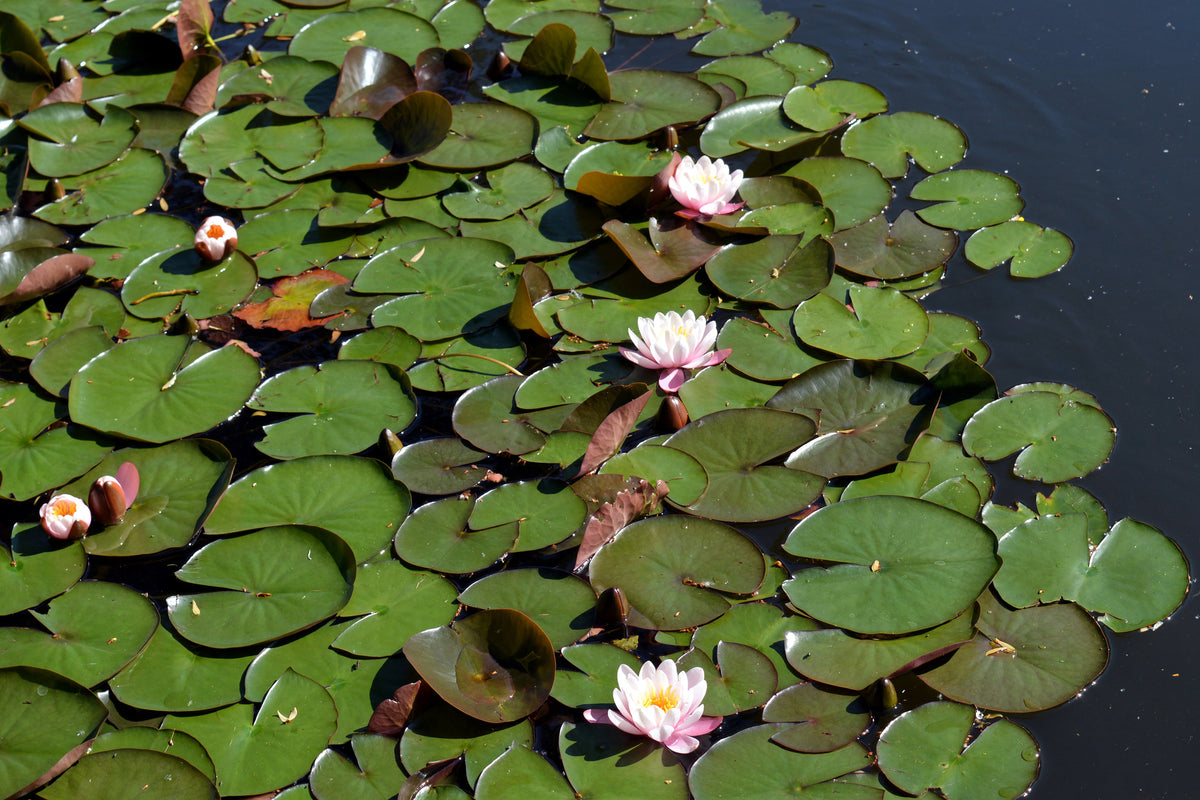 3-piece-canvas-print-white-water-lilies-in-the-pond