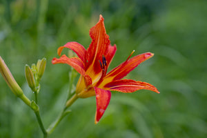 canvas-print-lily-blossom-in-the-nature