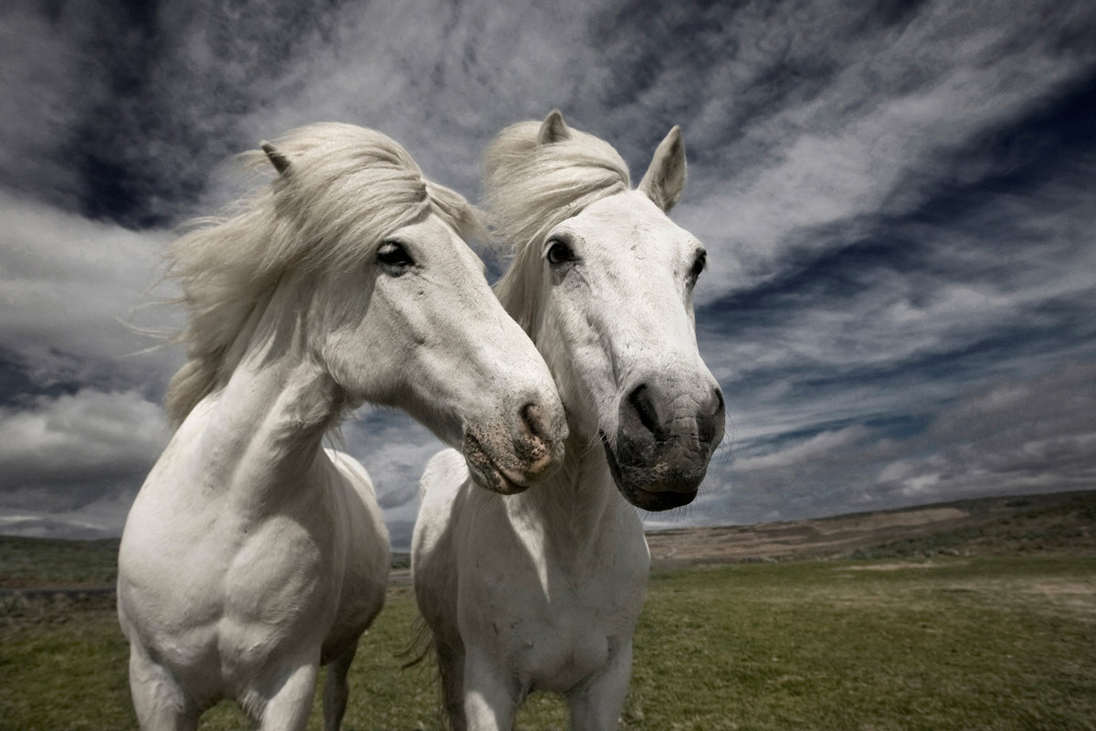 canvas-print-inseparables-x