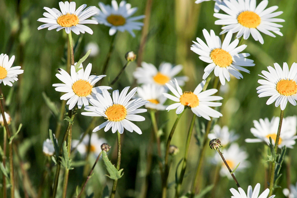 acrylic-print-xl-daisies
