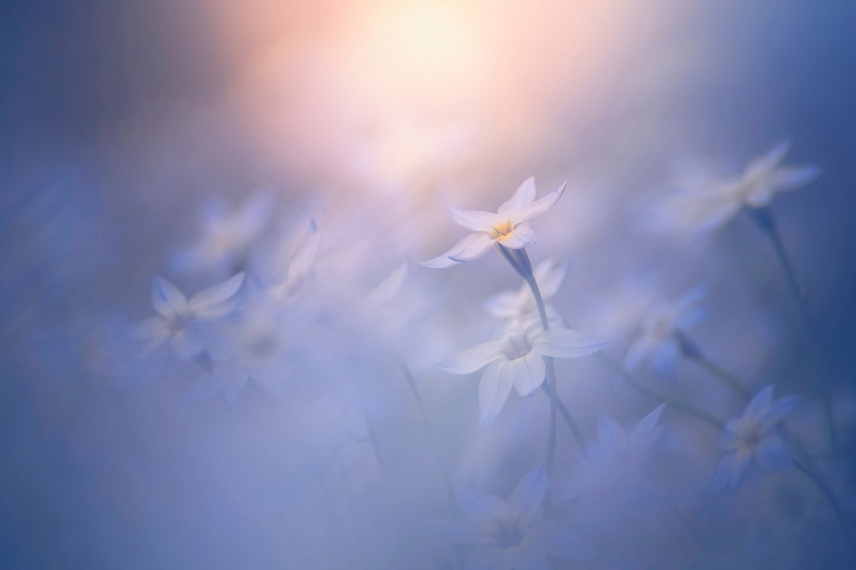 framedposter-print-in-the-pale-light-x