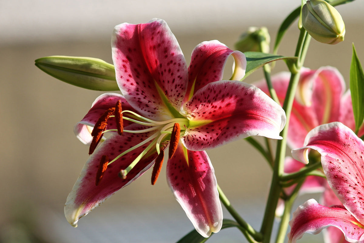 framedposter-print-close-up-lily-in-red