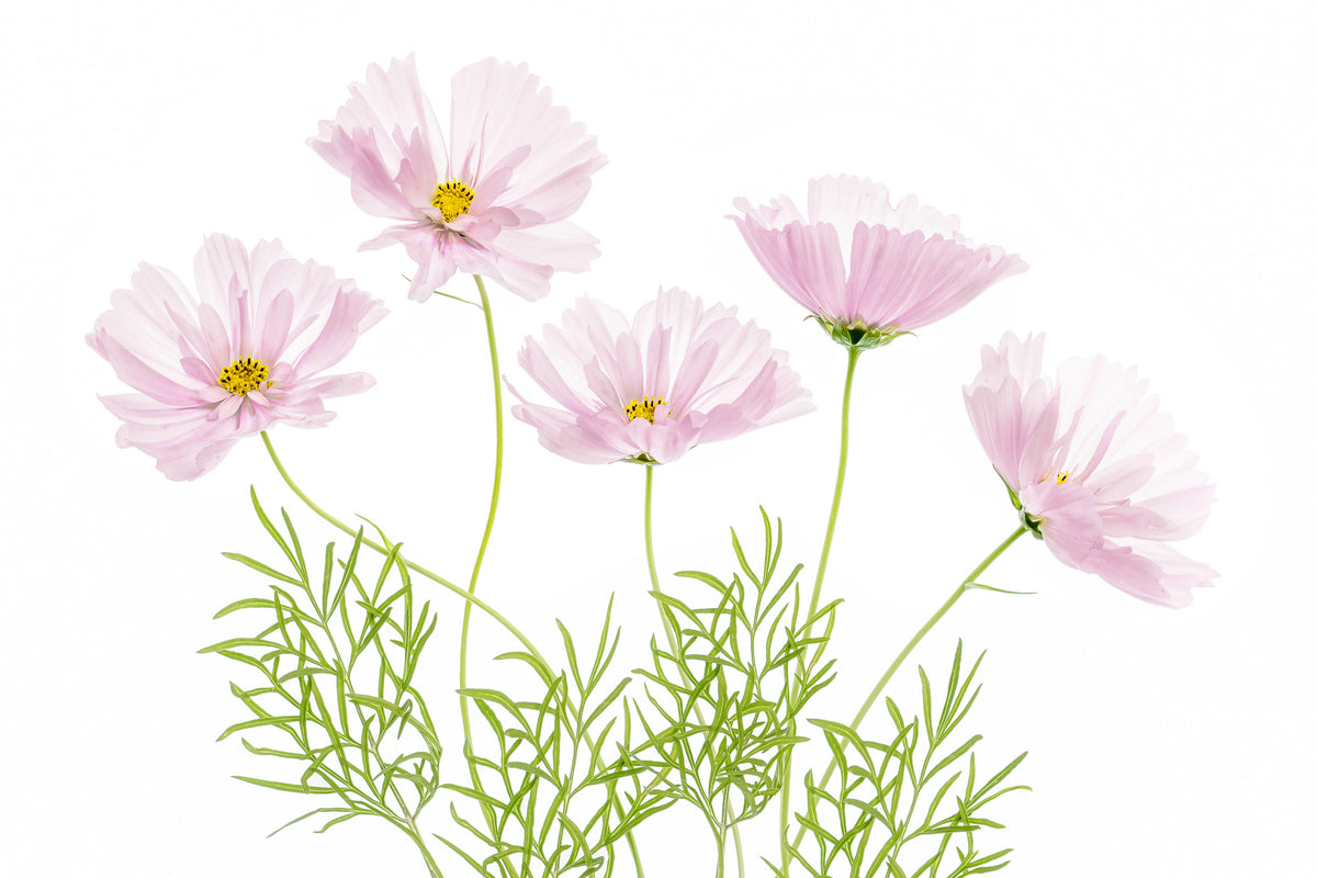 modern-3-piece-aluminium-print-cosmos-cupcake