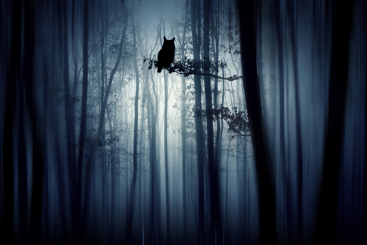 acrylic-print-in-the-forest-x
