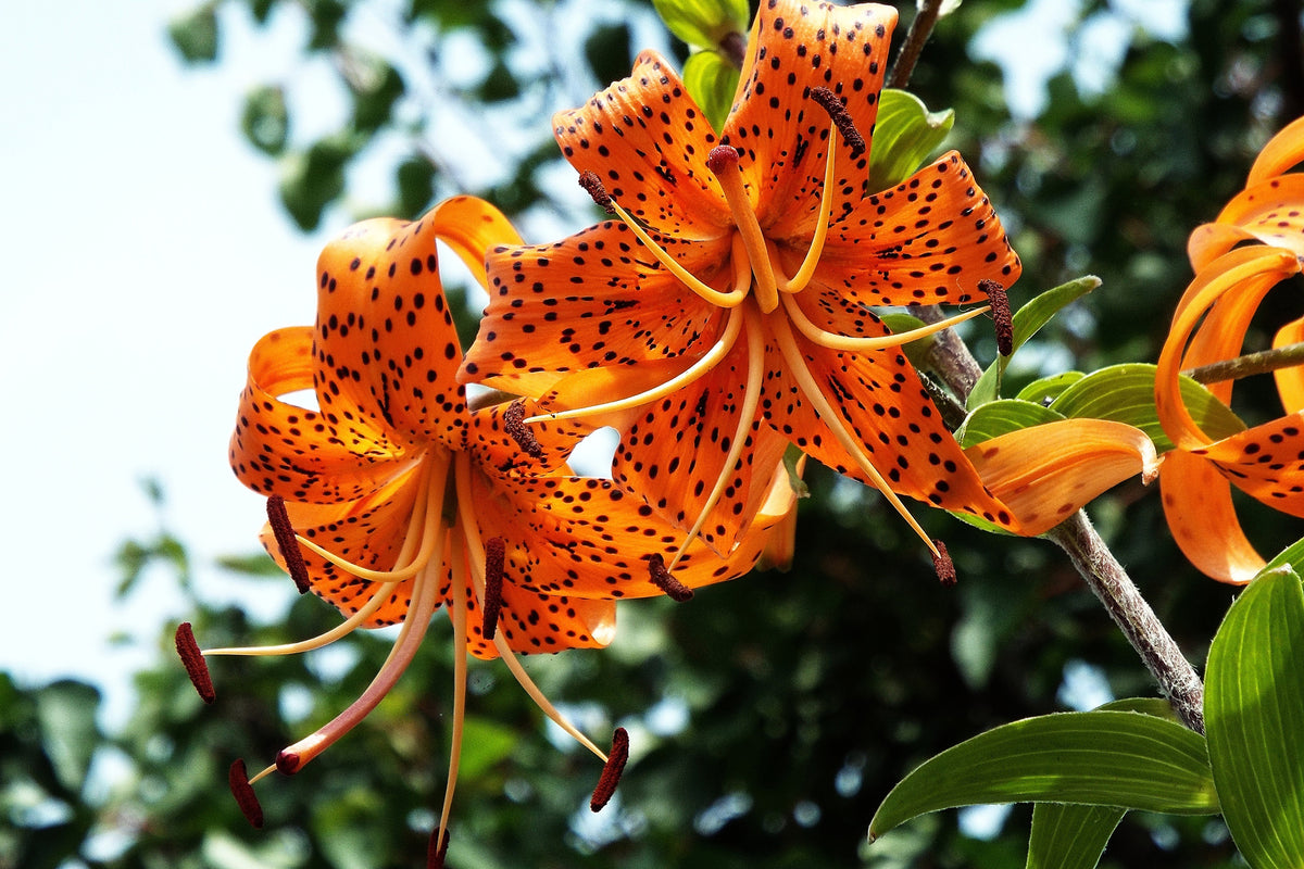 poster-print-the-wild-tiger-lilies