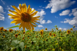 3-piece-acrylic-print-a-sunflower-among-many