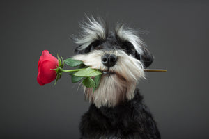 acrylic-print-tango-dancer-x