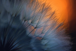 framedcanvas-print-feathers-p