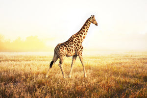 canvas-print-the-giraffe