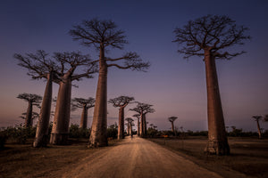 canvas-print-allace-des-baobabs-x