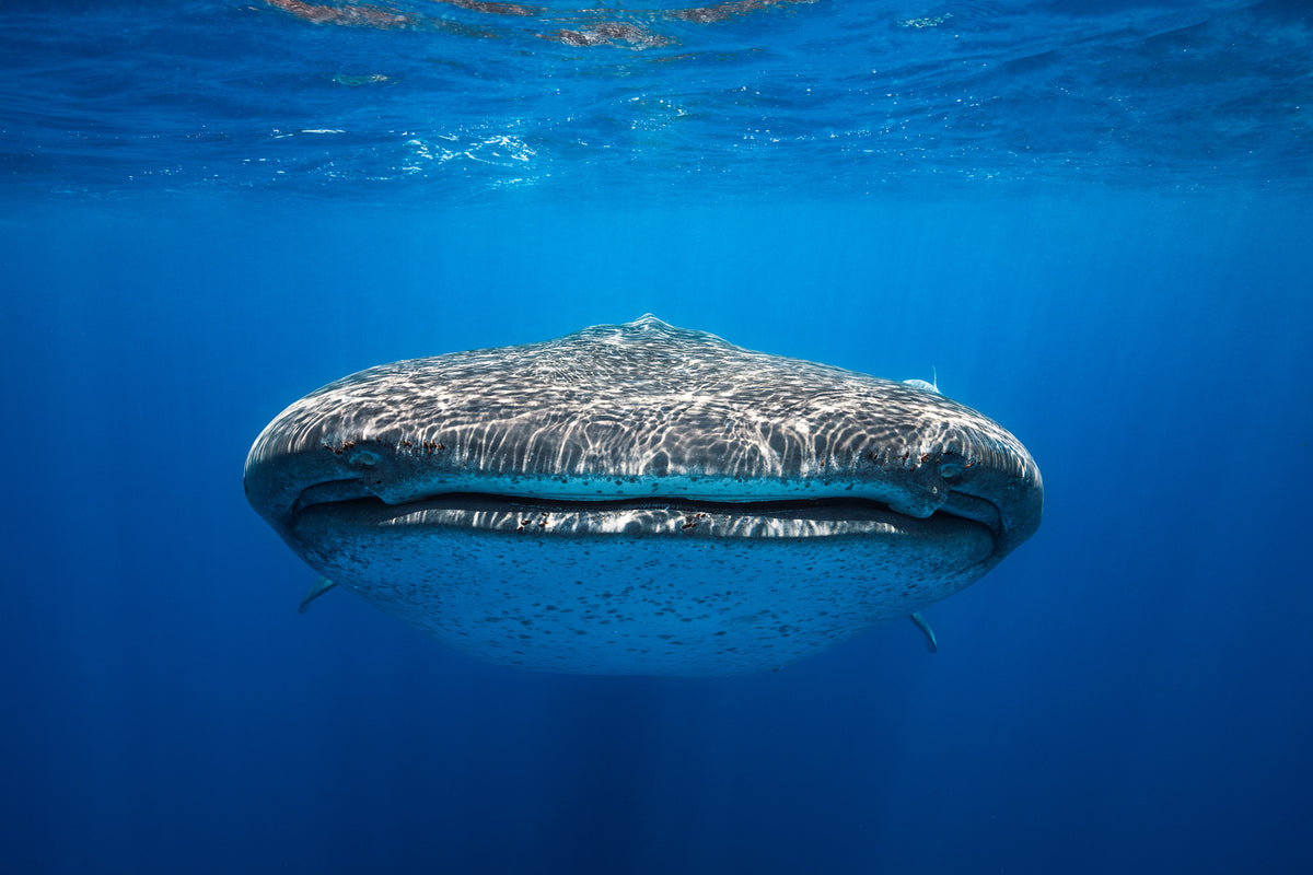 poster-print-face-to-face-with-a-whale-shark