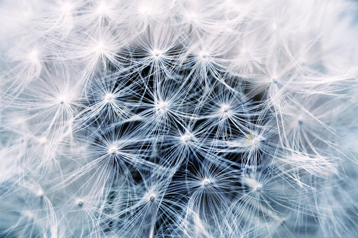framedcanvas-print-ripe-dandelion-close-up