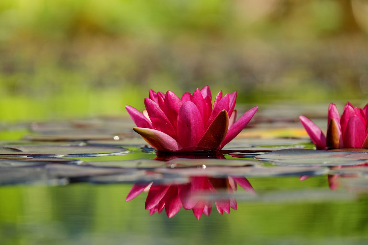 poster-print-red-water-lily-duo