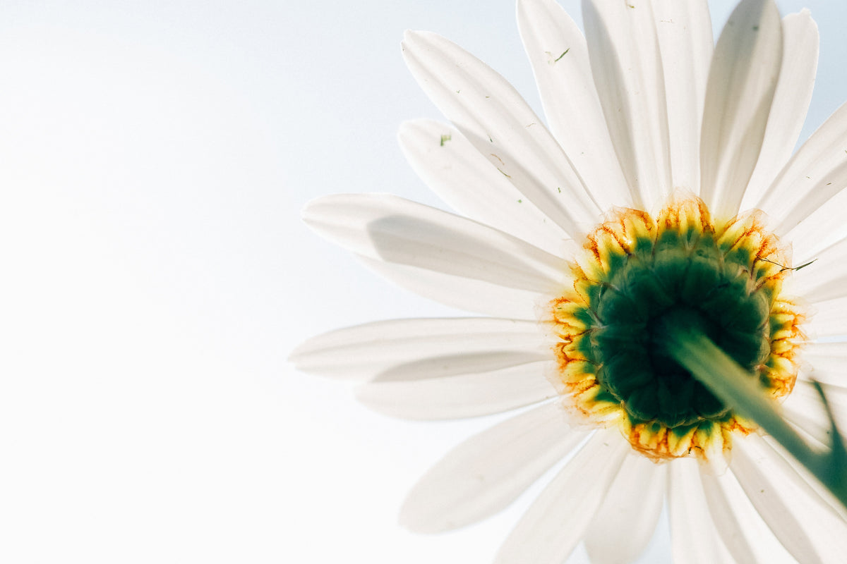 framedcanvas-print-a-daisy