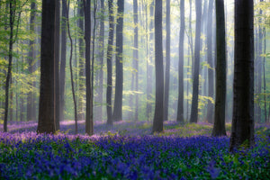 canvas-print-bluebells