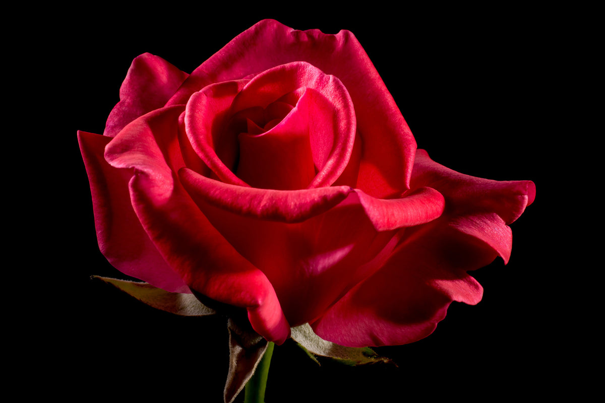 aluminium-print-the-flower-of-love