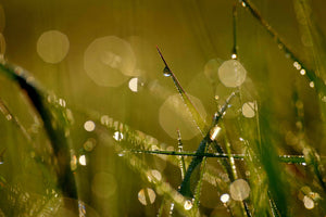 modern-3-piece-aluminium-print-dew-in-the-morning