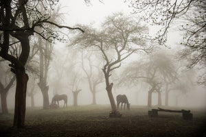 aluminium-print-horses-in-a-foggy-orchard-x