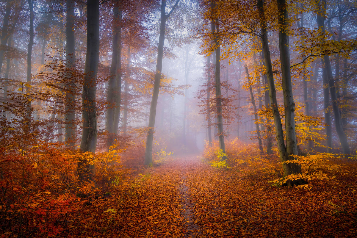 framedcanvas-print-october-trail-x