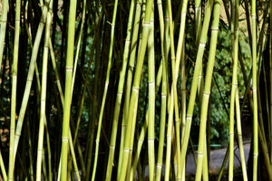 modern-3-piece-acrylic-print-fresh-bamboo