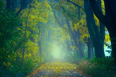 poster-print-green-forest