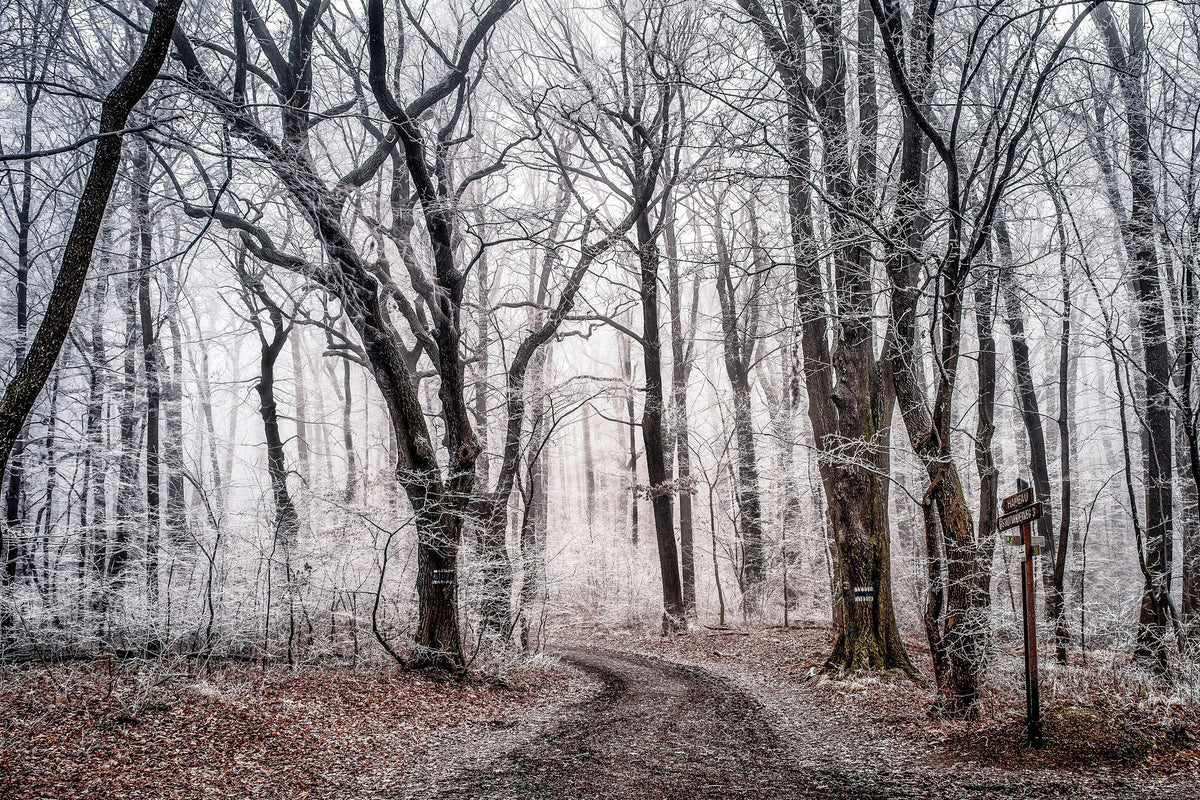 framedposter-print-wintry-forest