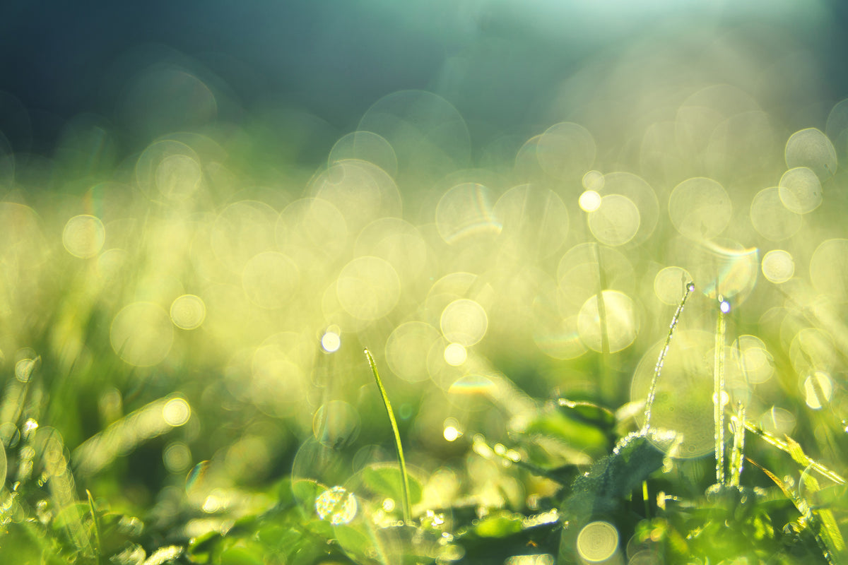 acrylic-print-in-the-meadow