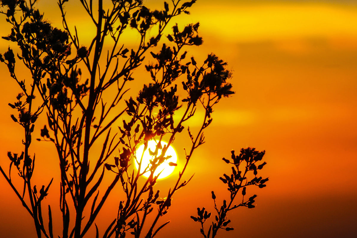 acrylic-print-a-shrub-in-the-sunset