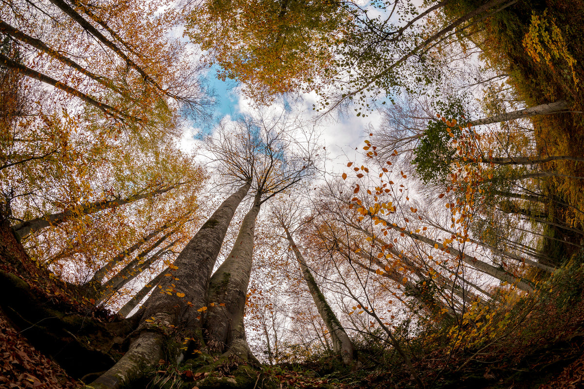 acrylic-print-forest-xax