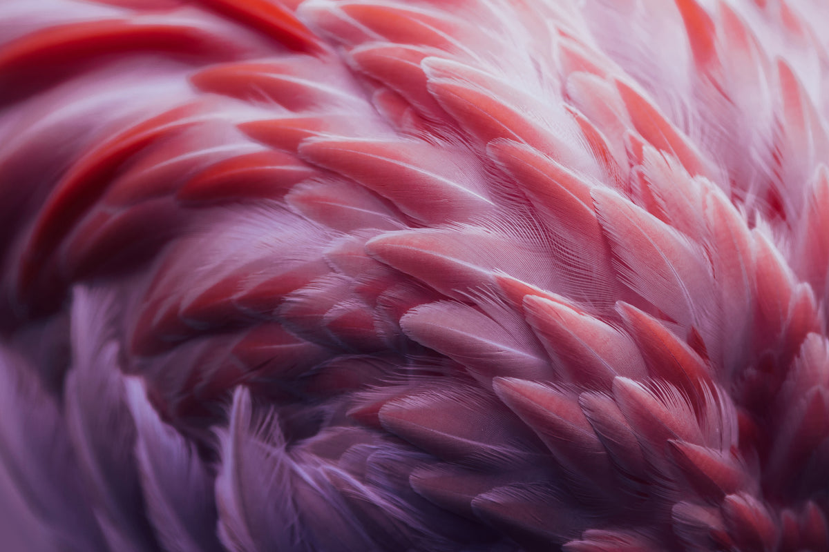 poster-print-flamingo-xqw