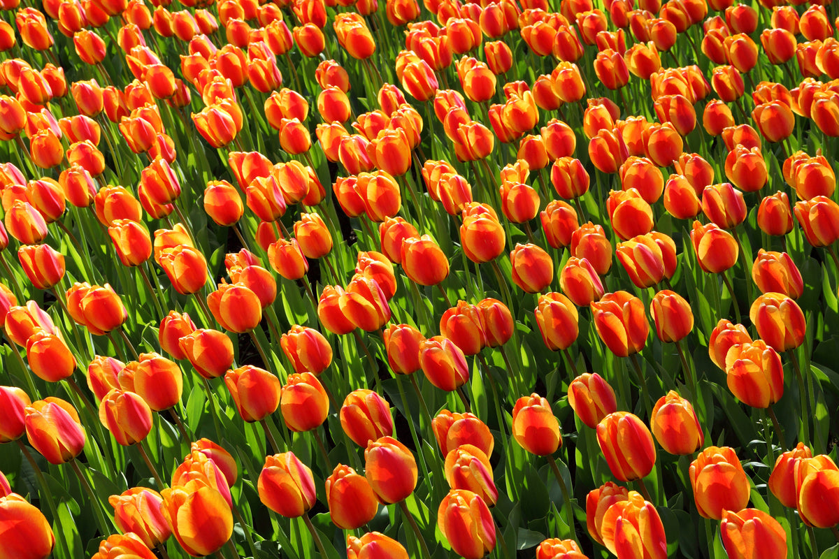 3-piece-canvas-print-tulip-field-in-orange