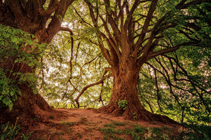 framedcanvas-print-in-the-dense-forest