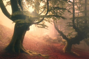 framedposter-print-fangorn-forest-x