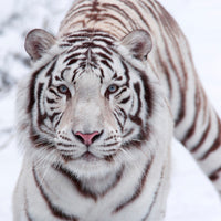 4-piece-acrylic-print-the-king-tiger