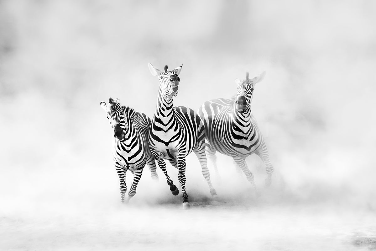 acrylic-print-zebras