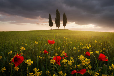 poster-print-blooming-tuscany-x