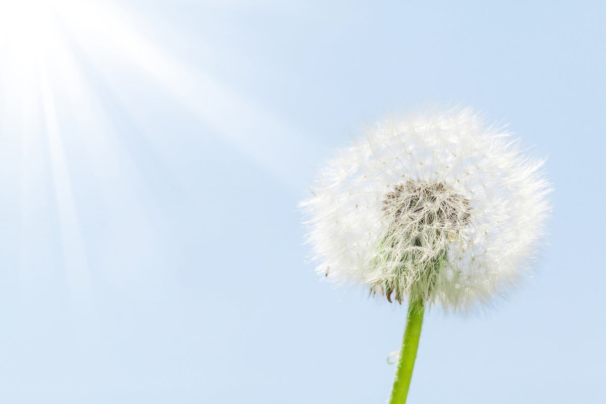 canvas-print-dandelion-in-sunbeam