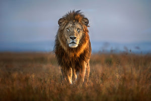 acrylic-print-lion-close-up-x