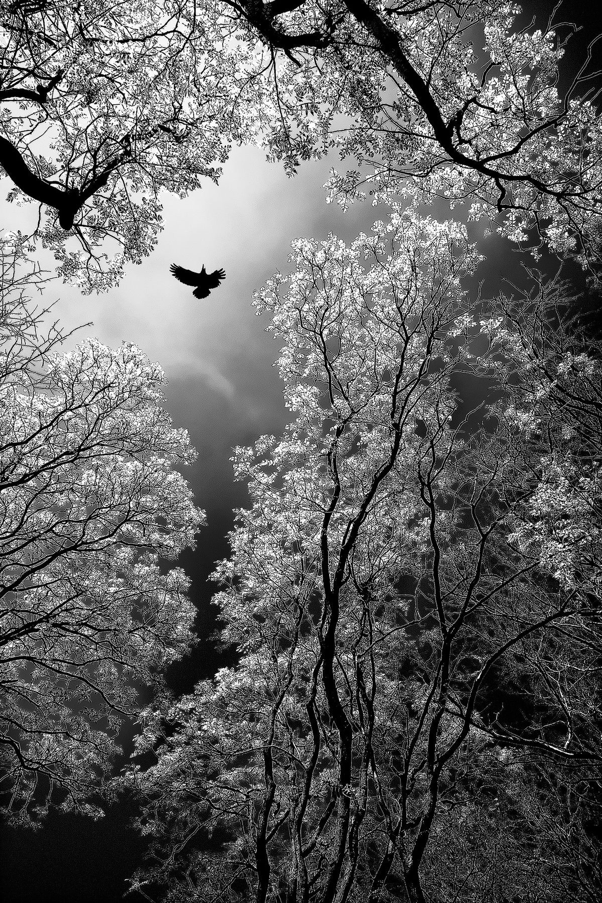poster-print-flight-x