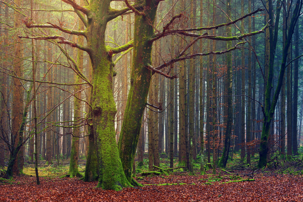 3-piece-aluminium-print-alone-in-the-woods